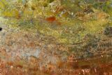 Colorful, Polished Petrified Wood (Araucarioxylon) - Arizona #147904-2